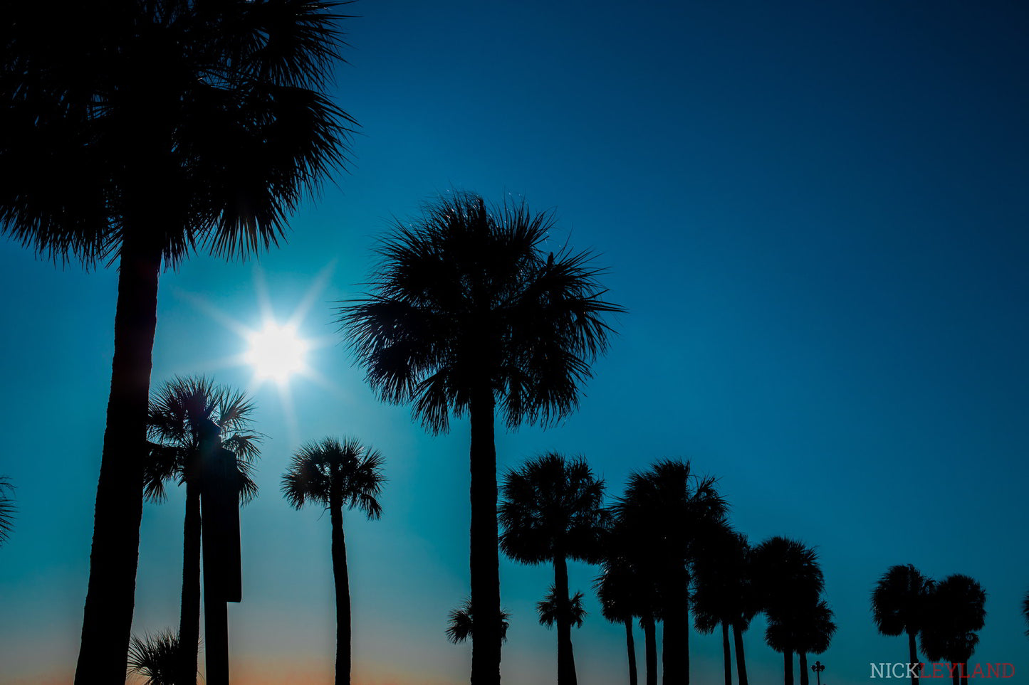 Pine Island Palms Photo Print