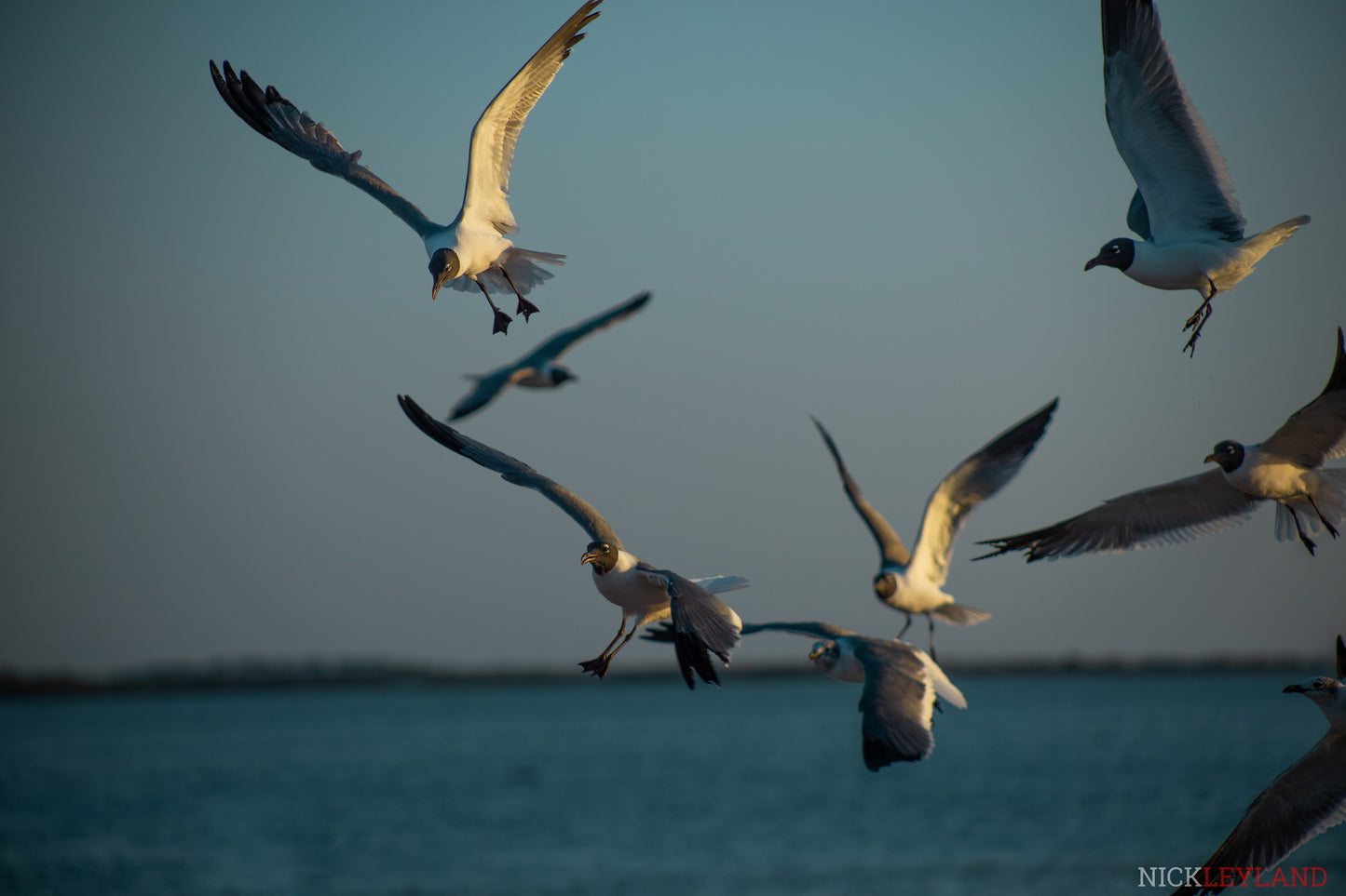 Pine Island Seagulls Photo Print