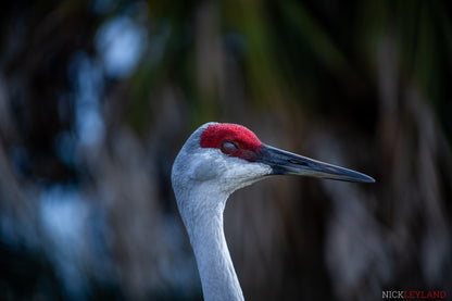 The Sand Crane Photo Print