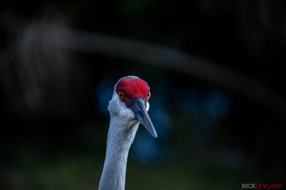 The Sand Crane Photo Print