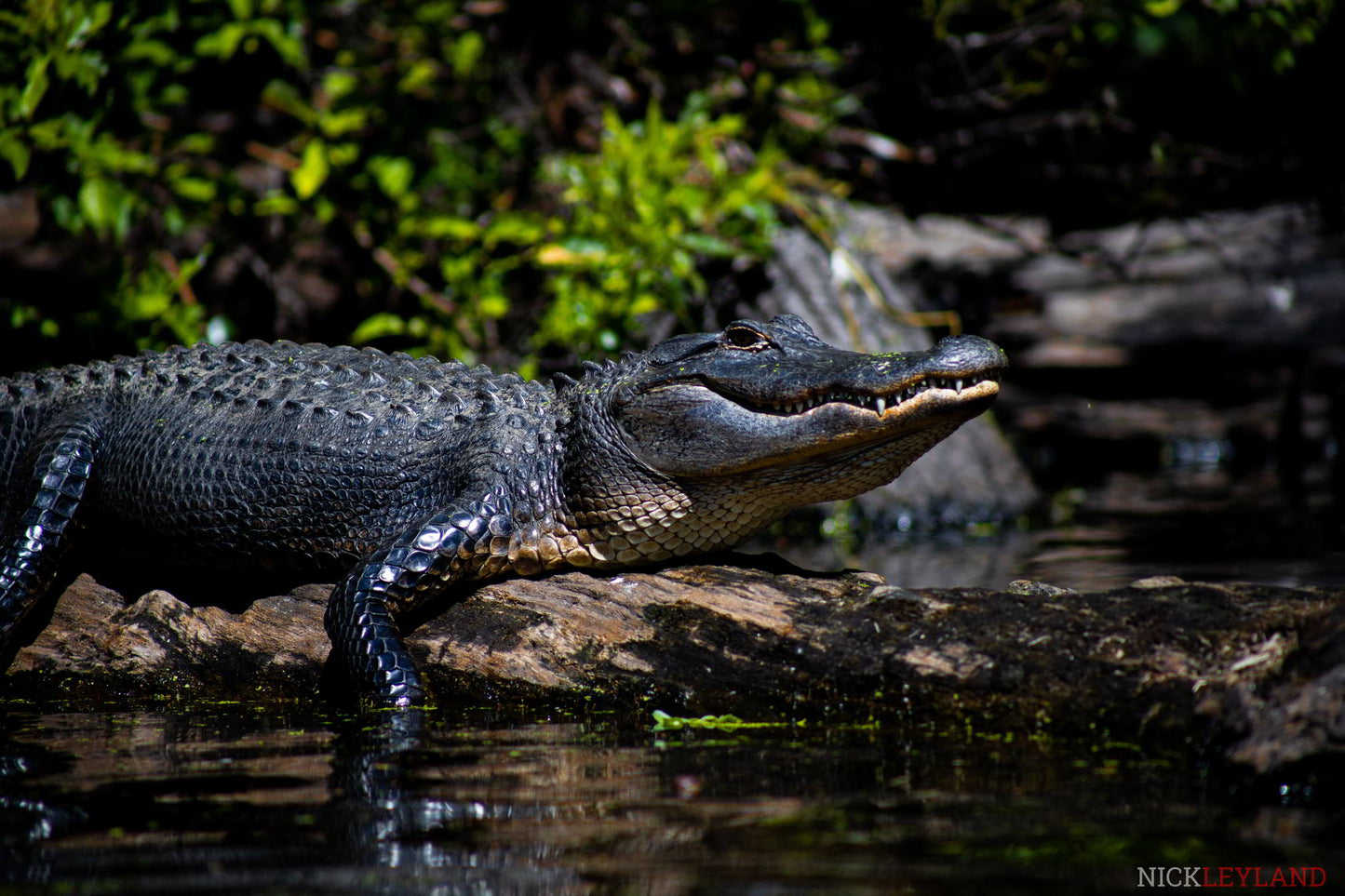 The Smug Alligator Photo Print