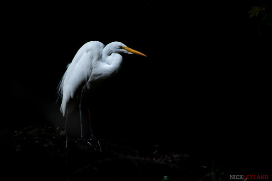 The Great Egret Photo Print