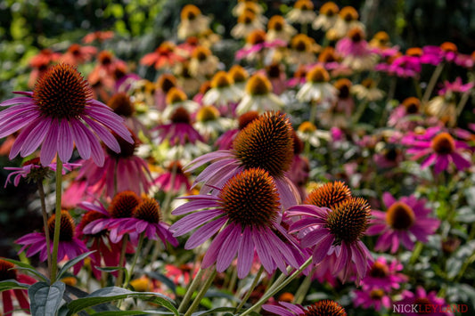 Vibrant Flowers Photo Print